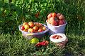 My tomatoes 111